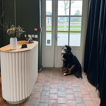 dog