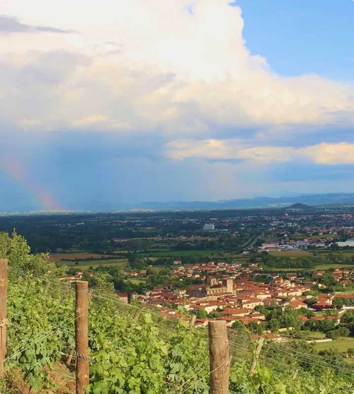 vigne champdieu