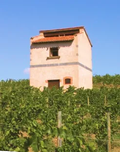 vignoble champdieu